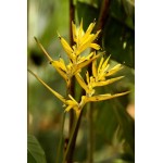 Hirsuta Yellow Panama - HEP - 013